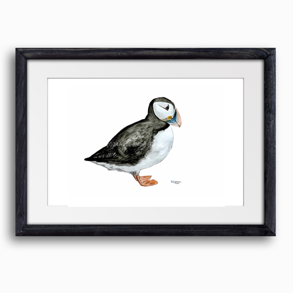 Atlantic Puffin original watercolour painting.
