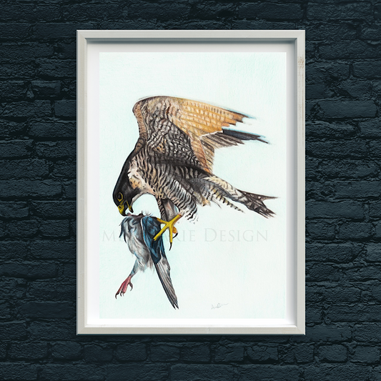 Peregrine falcon original art.