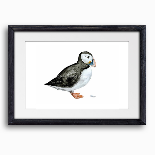 Atlantic Puffin original watercolour painting.