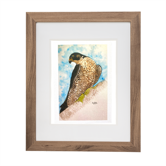 Peregrine falcon print.