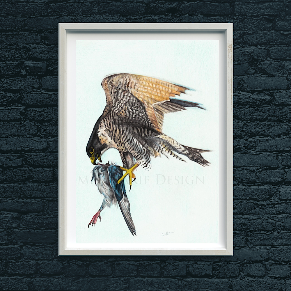 Peregrine falcon original art.