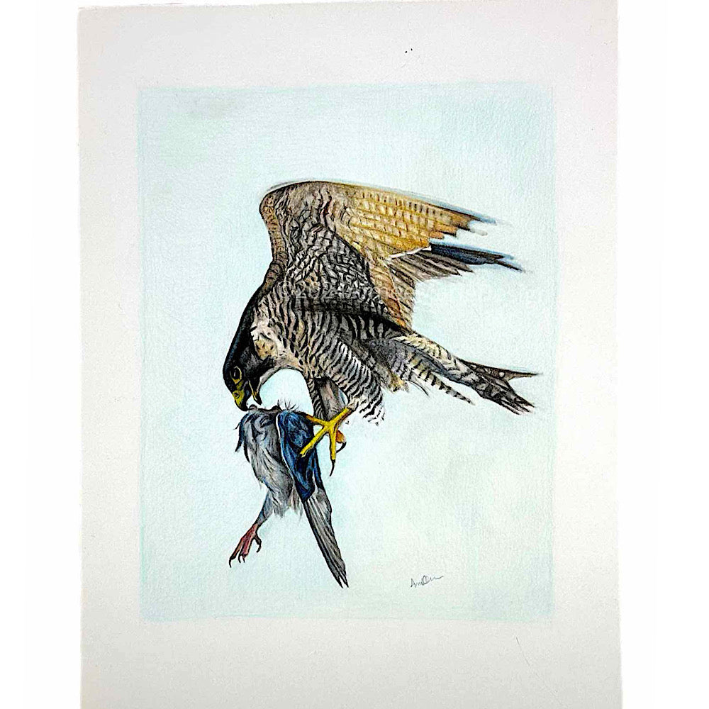 Peregrine falcon original art.