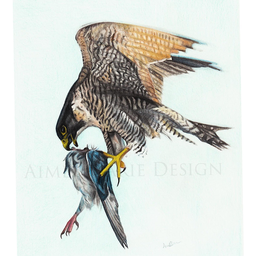 Peregrine falcon original art.